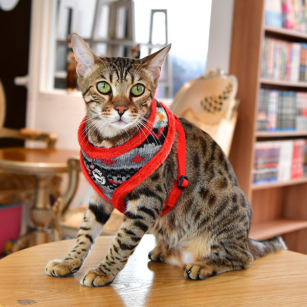 PENELOPE HARNESS A