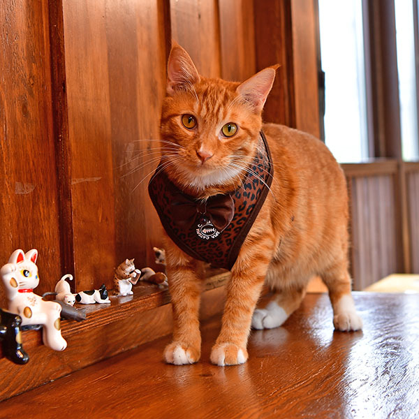LEONE HARNESS A