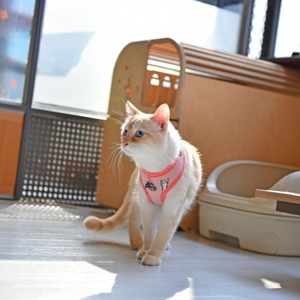 CALYPSO HARNESS A